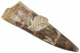 Fossil Plesiosaur (Zarafasaura) Tooth - Morocco #296326-1